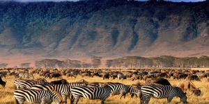 3 Days Tanzania Safari - Arusha, Tarangire, Ngorongoro