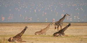 4 days tanzania adventure - tarangire, ngorongoro, lake manyara