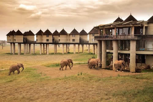 safaris and tours