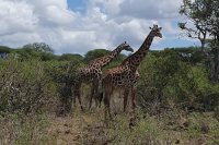 Kavava tours and safaris