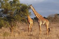 Kavava tours and safaris